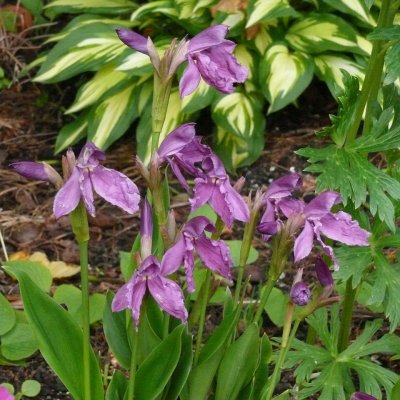 Roscoea cautleyoides Purple Giant, Bergingefära, P9cm