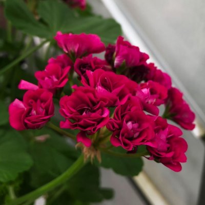 Rosenpelargon Rose of Bulgaria, kruka