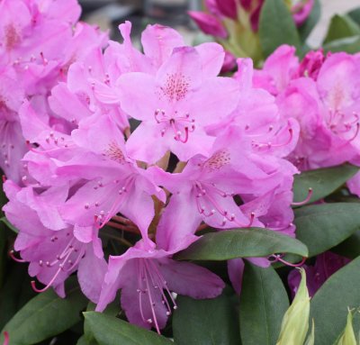 Rhododendron cataw. Roseum Elegans, Parkrododendron, 40-50 C5