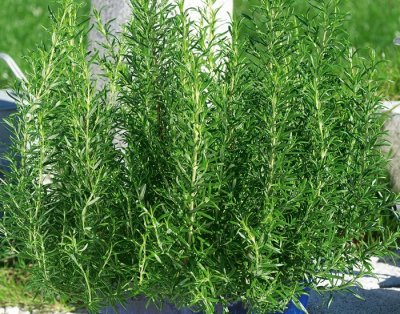 Rosmarin, Stickling, Rosmarinus officinalis