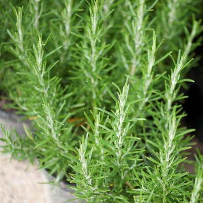 Rosmarinus officinalis, Rosmarin, C13cm
