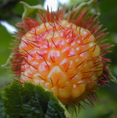 Rubus xanthocarpus, Guldhallon, C3