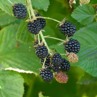 Rubus allegheniensis Sonja, Sammetsbjörnbär, co