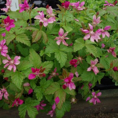 Rubus arcticus ssp. stellarct. Sofia, Allåkerbär, co 10cm