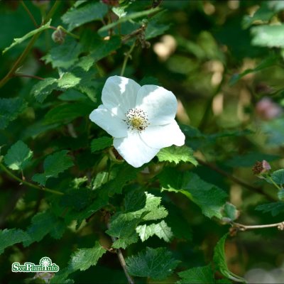 Rubus Benenden, Prydnadshallon, 50-60 C2
