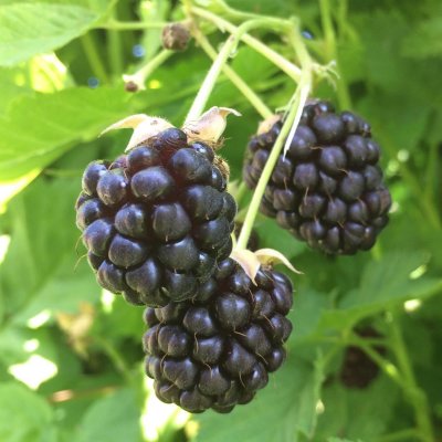 Rubus Boysen Thornless, Boysenbär/Björnbärshallon, C5