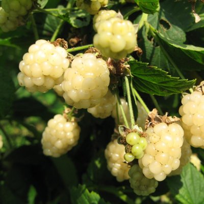 Rubus fruticosus Polar Berry, Björnbär, C5