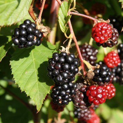 Rubus fruticosus Tripple Crown, Björnbär, C5