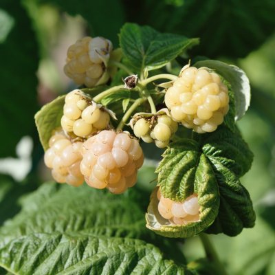 Rubus idaeus Risarp Gul, Gula Hallon