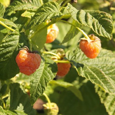 Rubus idaeus Diana E, Hösthallon, C3,5