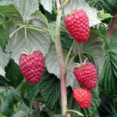 Rubus idaeus Elektra E, Hösthallon, C3,5