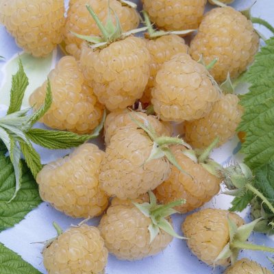 Rubus idaeus Fallgold (Allgold), Hösthallon, C3,5