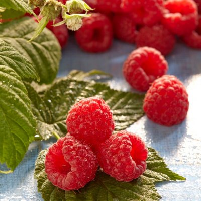 Rubus idaeus Glen Ample E, Hallon, C2