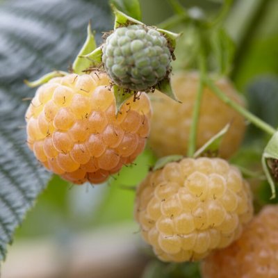 Rubus idaeus Golden Bliss, Hösthallon