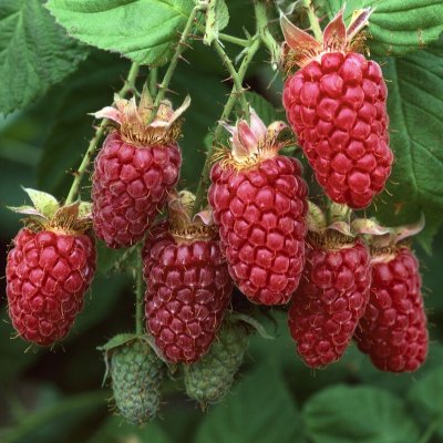 Rubus idaeus Ottawa, Hallon
