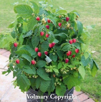 Rubus idaeus Summer Lovers Patio Red ®, Dvärghallon/Krukhallon