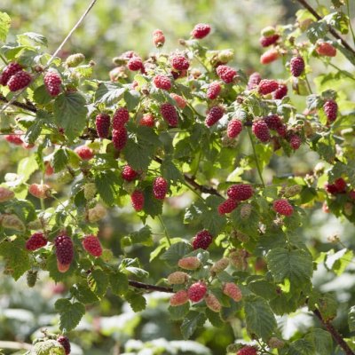 Rubus loganobaccus Tayberry Medana ®, Björnbärshallon/Loganbär