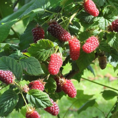 Rubus Buckingham Tayberry, Björnbärshalllon, C5
