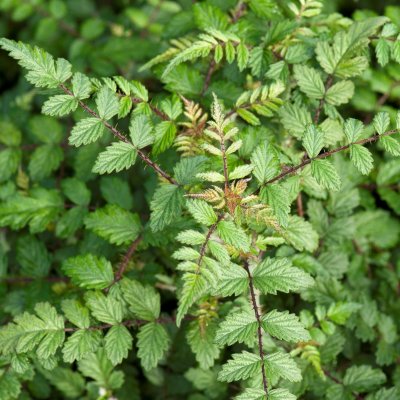 Rubus thibetanus Silver Fern, Tibethallon / Spökbjörnbär, C5