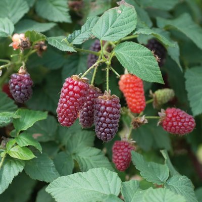 Rubus Tummelberry, Björnbärshallon, 30-40 C3,4