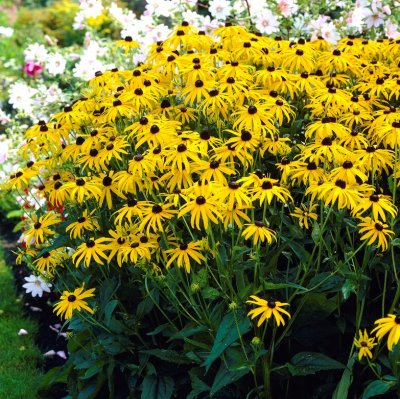 Rudbeckia fulgida Goldsturm, Strålrudbeckia