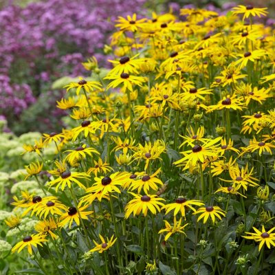 Rudbeckia fulgida Goldsturm, Strålrudbeckia, barrot 3st