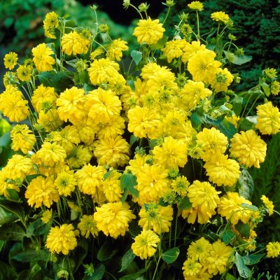 Rudbeckia laciniata Goldquelle, Höstrudbeckia