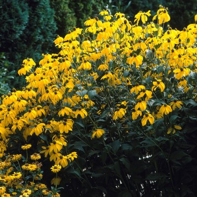 Rudbeckia laciniata Herbstsonne (Autumn Sun), Höstrudbeckia, P9cm