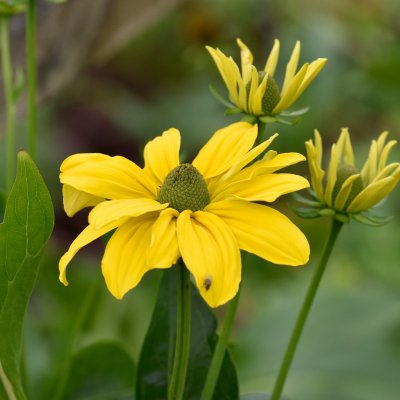 Rudbeckia laciniata Juligold, Höstrudbeckia, SQ1