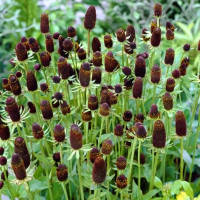 Rudbeckia occidentalis Green Wizaard, Trollrudbeckia