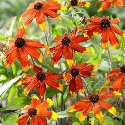 Rudbeckia triloba Prairie Glow, Trefliksrudbeckia, P9cm