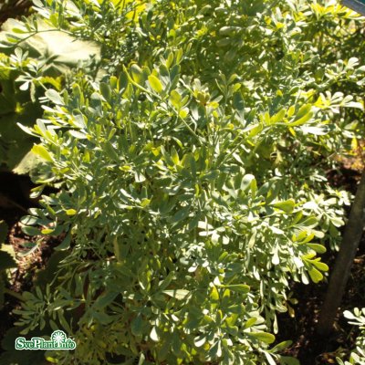 Ruta graveolens, Vinruta, P9cm