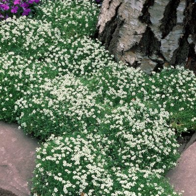 Sagina revelieri (subulata), Sylnarv/Trampnarv, P9cm