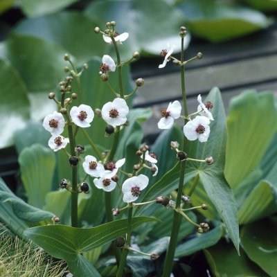Sagittaria latifolia