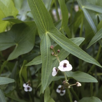 Sagittaria sagittifolia, Pilblad, P9cm