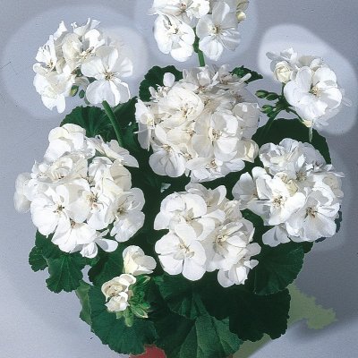 Pelargon Moonlight ™ Sailing, stickling 3-pack