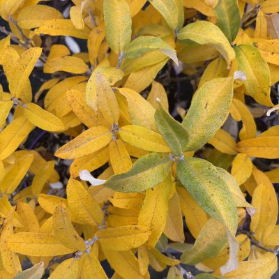 Salix candida Iceberg Valley ® Höstfärg