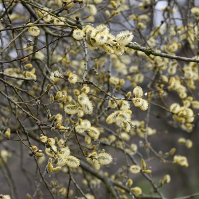 Salix caprea, Sälg 10-pack, 65-100 barrot