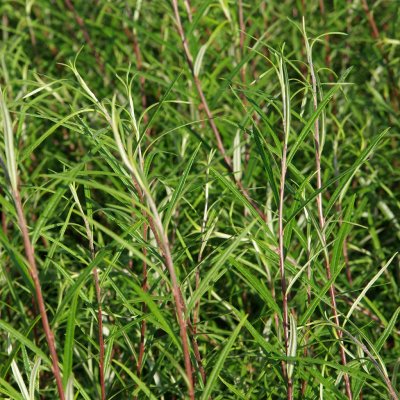 Salix eleagnos Angustifolia (rosmarinifolia), Lavendelvide (Rosmarinvide), busk C3,5