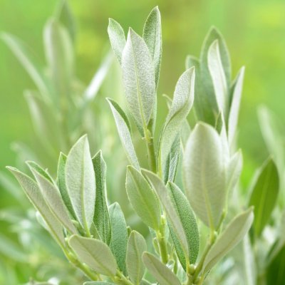 Salix helvetica, Alpvide