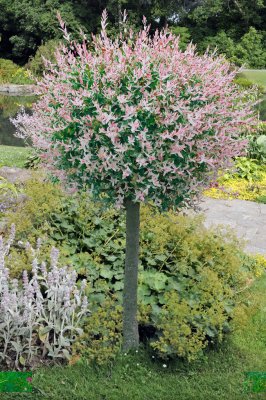 Salix integra Hakuro Nishiki, Japansk Dvärgpil, 60 stam C3