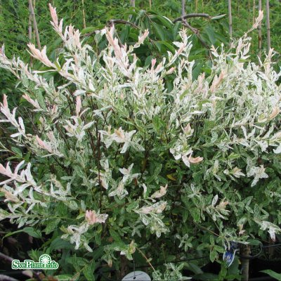 Salix integra Hakuro Nishiki, Japansk Dvärgpil