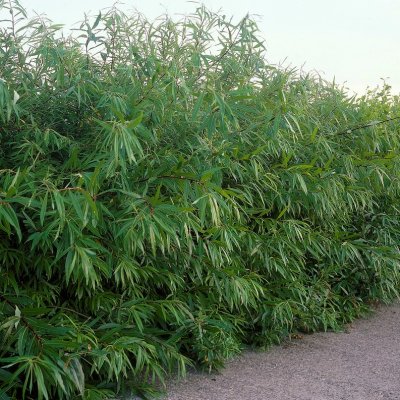 Salix udensis Sekka, Drakvide