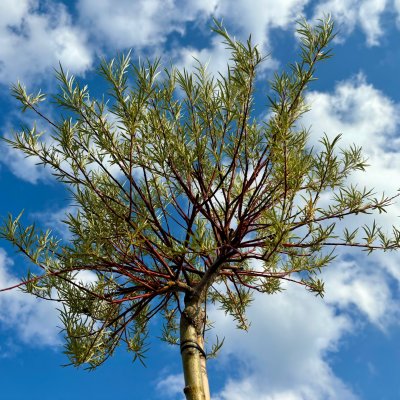 Salix x erdingerii Palmowa