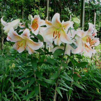 Orientalisk Lilja Salmon Party 3st