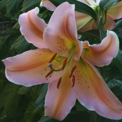 Orientalisk Lilja Salmon Party 3st