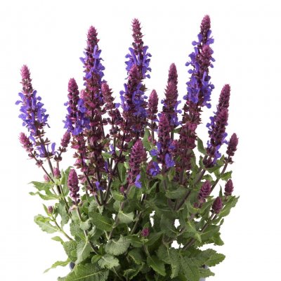 Salvia nemorosa Dark Blue Marvel