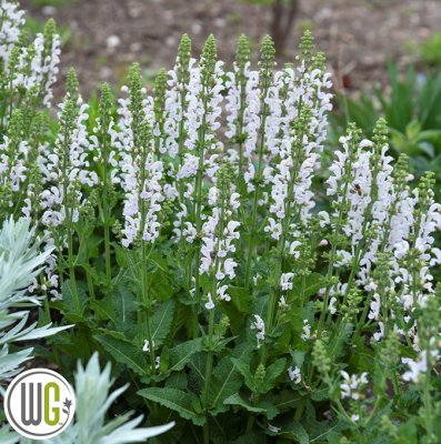 Salvia nemorosa Snow Kiss ®, Stäppsalvia