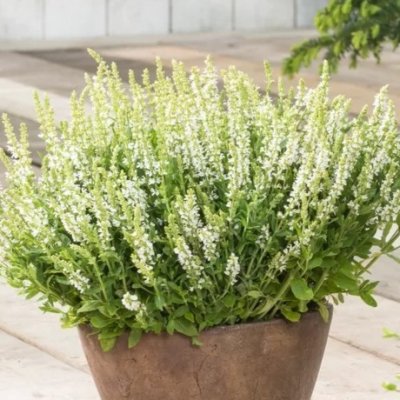 Salvia nemorosa Synchro ® White