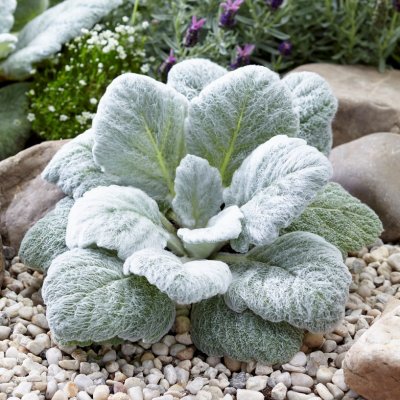 Salvia argentea, Silversalvia, P9cm